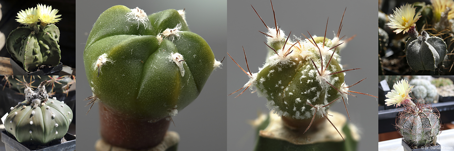 astrophytum Hybriden asterias coahuilense myriostigma