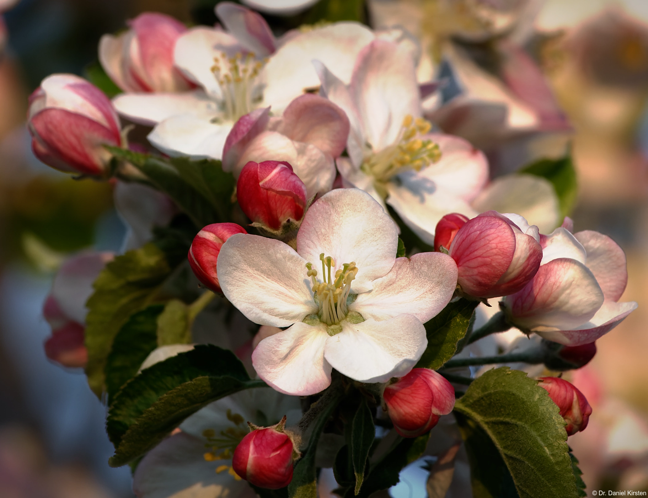 32-bit Wavelet Bildbearbeitung frequenzseparierte Hautretusche Fotograf Hochzeitsfotograf Blüte Apfel Apfelblüte Gohlis