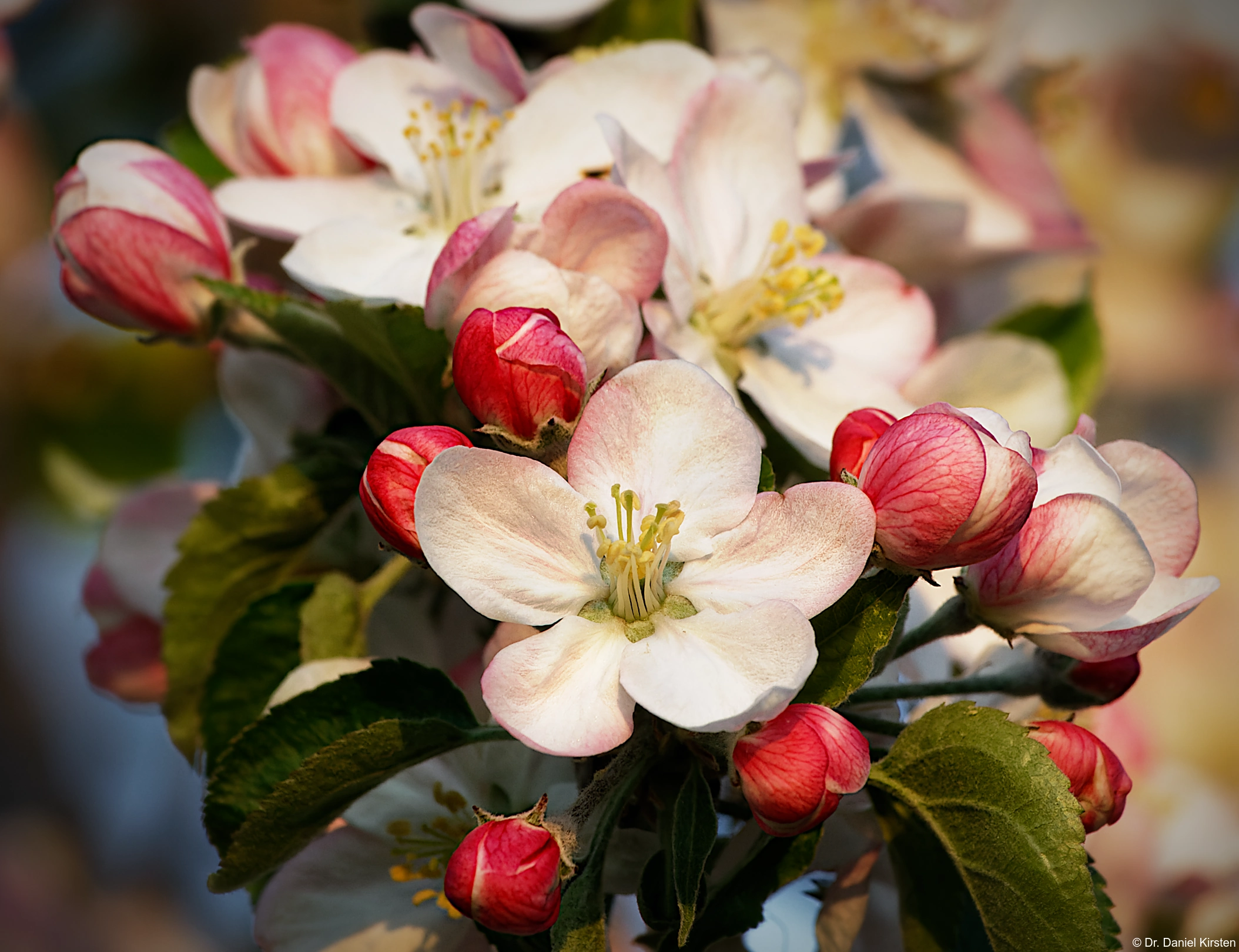 32-bit Wavelet Bildbearbeitung frequenzseparierte Hautretusche Fotograf Hochzeitsfotograf Blüte Apfel Apfelblüte Gohlis