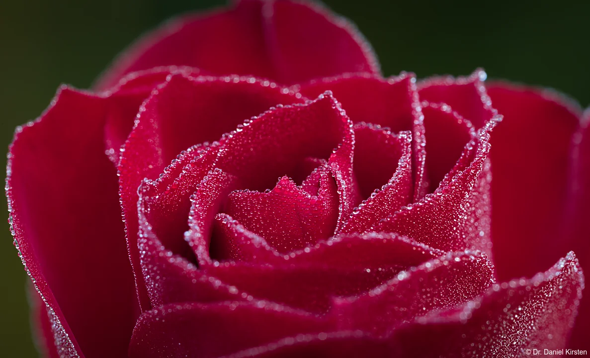 Daniel Kirsten Fotograf Hochzeitsfotograf Dresden Taurose Rose Morgen