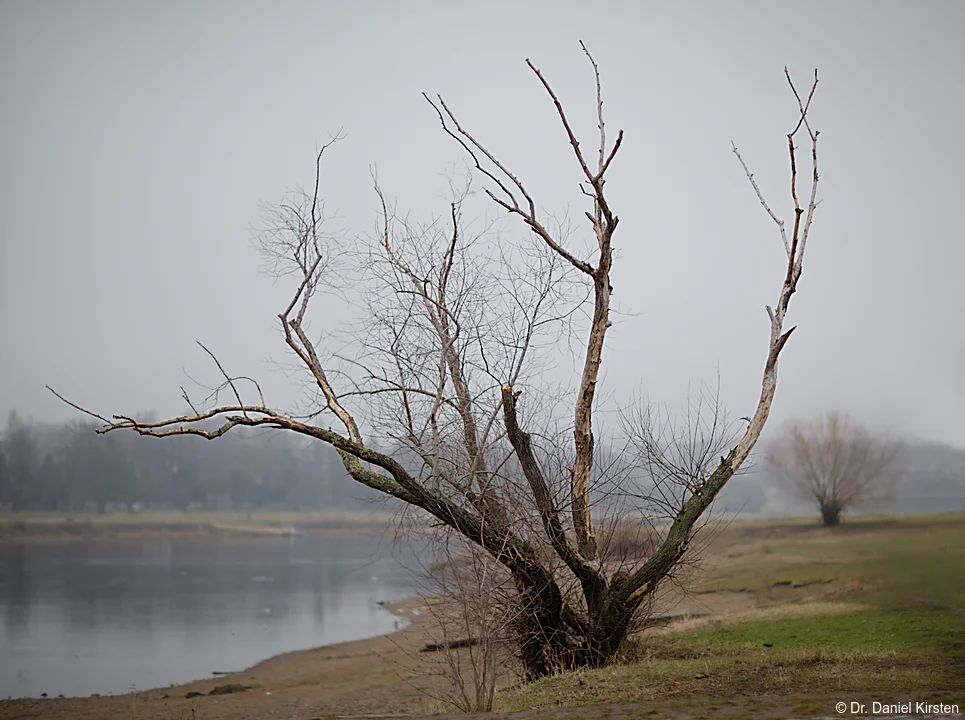 Daniel Kirsten Fotograf Hochzeitsfotograf Dresden Baum Elbe Elbwiesen