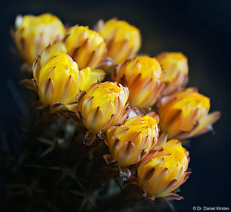 Daniel Kirsten Fotograf Hochzeitsfotograf Dresden Kaktus Kakteen Blüte