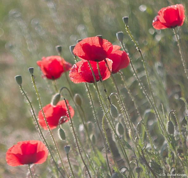 Wiese Mohn Bokeh Vintage Lens Helios-44-2 Helios swirly poppy Abendsonne