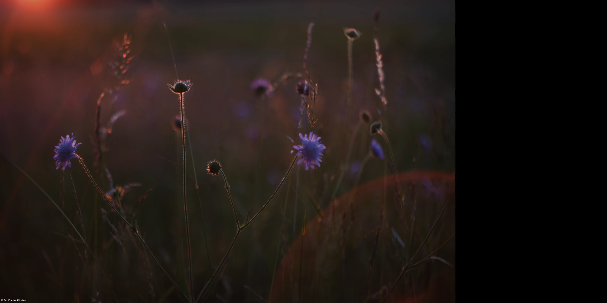 Helios-44-2 Briesnitz Elbwiese Abendsonne Blume Blüten Hochzeitsfotograf Gegenlicht