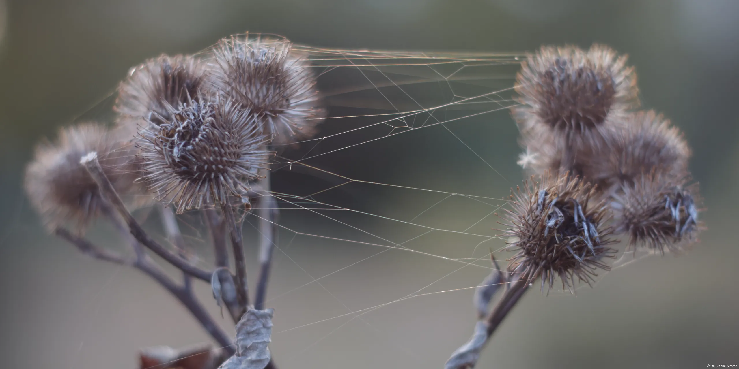 Pentacon 50mm f/1.8 mc auto Disteln Spinnweben Altweibersommer Fotograf Brautfoto Hochzeitsfotograf