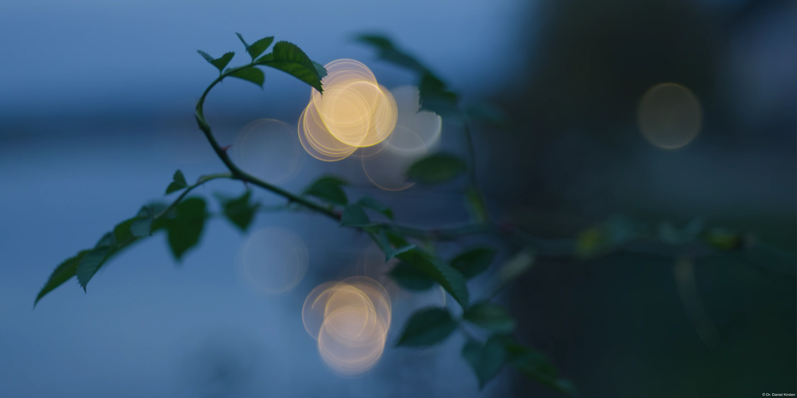 Pentacon 50mm f/1.8 mc auto Disteln Spinnweben Altweibersommer Fotograf Brautfoto Hochzeitsfotograf