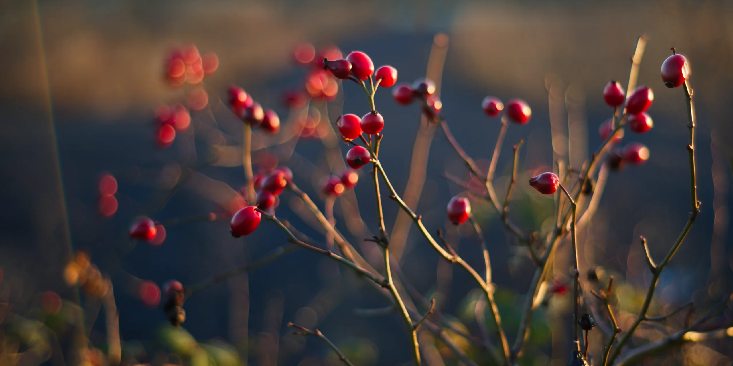 Pentax Asahi Auto Takumar 1.8/55 Hagebutten Hagebutte