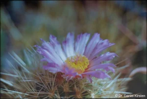 analog Zenit-E Thelocactus bicolor boleansis