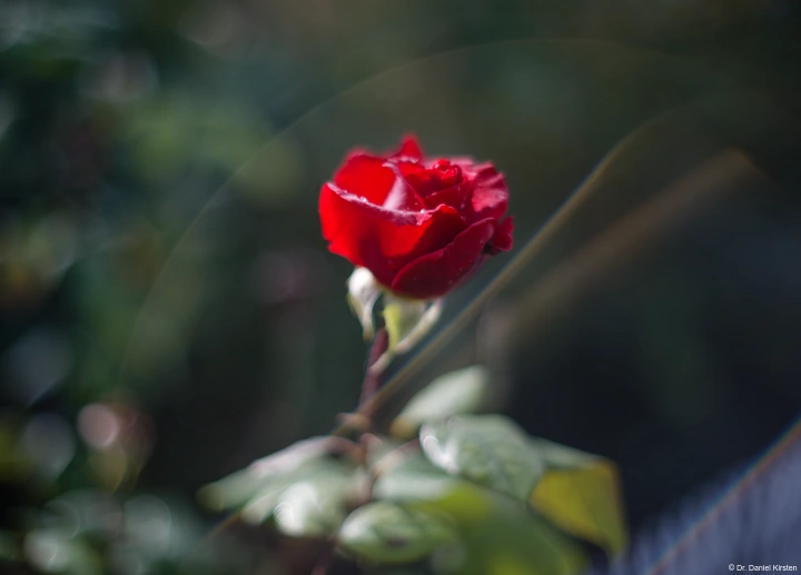 Olympus OM-Systems Auto-S 1.4/50 Rote Rose Lensflare