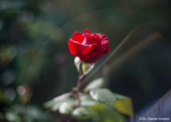Olympus OM-Systems Auto-S 1.4/50 Rote Rose Lensflare