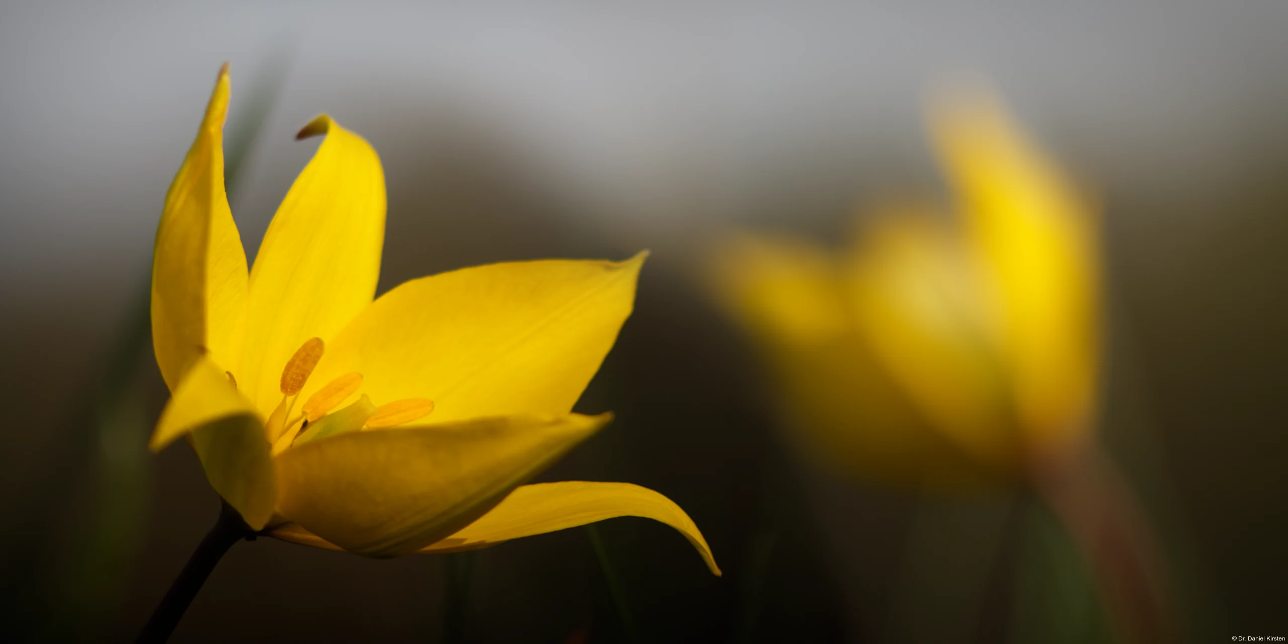 Carl Zeiss Jena Sonnar 3.5/135 Weinbergtulpe