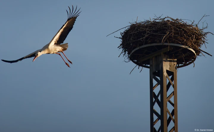 Carl Zeiss Jena Sonnar 3.5/135 Storch Storchennest