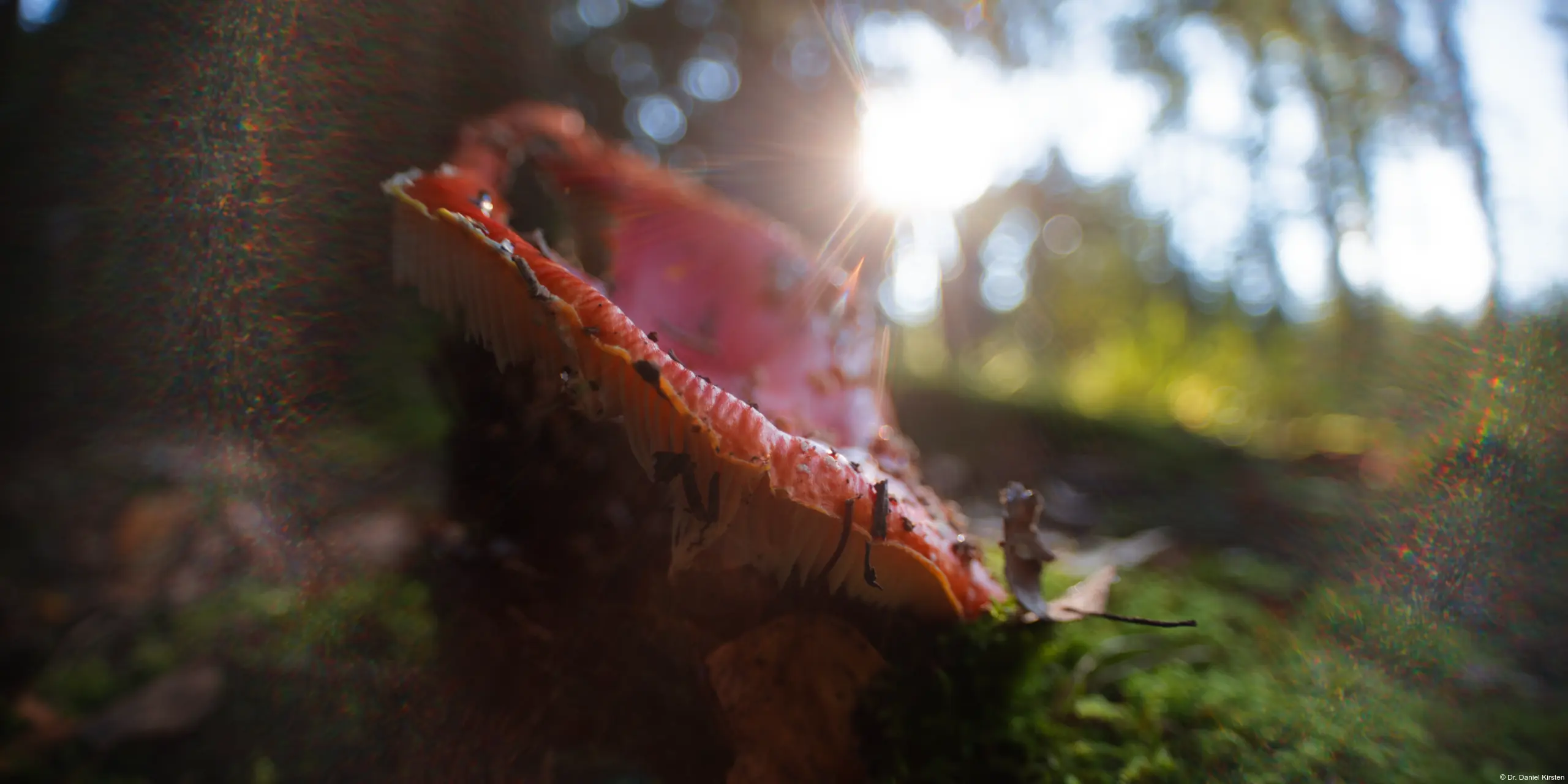 Meyer Görlitz Domiplan 50mm f/2.8 Vintage lens Altglas