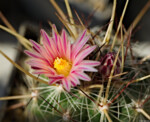 Thelocactus lausseri, Sierra de las Ovejas, Coahuila Pflanzen Blüte Kaktus Dresden Pillnitz Pirna Radebeul Johannstadt Striesen Blasewitz Loschwitz