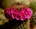 Mammillaria coronaria var flava Fotograf Portrait Pflanzen Blüte Kunst Dresden Nossen Loschwitz Pirna Blasewitz Wilsdruff Kamenz