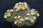 Mammillaria crinita ssp. crinita Portrait Hochzeit Pflanzen Kaktus Dresden Meißen Pieschen Freital Bautzen Pillnitz