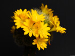 Rebutia senilis var. kesselringiana Blüte Hochzeit Kunst Kaktus Fotograf Portrait Dresden Striesen Johannstadt Pillnitz Kamenz Loschwitz