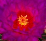 Thelocactus bicolor Fotograf Kaktus Portrait Pflanzen Hochzeit Blüte Kunst Dresden Loschwitz Bischofswerda Pillnitz