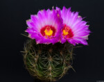 Thelocactus bicolor  Pflanzen Blüte Kaktus Kunst Hochzeit Dresden Dippoldiswalde Pieschen Tharandt Wilsdruff Löbtau