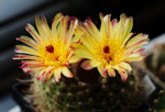 Notocactus concinnus Kunst Pflanzen Hochzeit Blüte Fotograf Dresden Pieschen Blasewitz Bischofswerda Pillnitz Wilsdruff