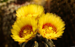 Astrophytum capricorne x asterias F2 hybrid  Kaktus Kunst Hochzeit Portrait Blüte Dresden Löbtau Dippoldiswalde Pieschen Bischofswerda Bautzen