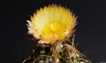 Astrophytum capricorne cv. crassispinoides Portrait Kaktus Pflanzen Fotograf Kunst Blüte Dresden Radeberg Löbtau Blasewitz Freital