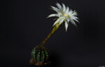 Echinopsis eyriesii Pflanzen Fotograf Kunst Hochzeit Portrait Blüte Kaktus Dresden Striesen Meißen Moritzburg Heidenau