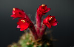 Matucana paucicostata  Kunst Hochzeit Pflanzen Fotograf Blüte Dresden Stolpen Nossen Freital Bautzen Blasewitz