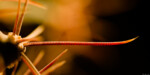 Ferocactus emoryi ssp. rectispinus Kaktus Pflanzen Fotograf Dresden Moritzburg Stolpen