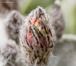 Astrophytum coahuilense SB 1474 Lerdo Blüte Hochzeit Kaktus Fotograf Dresden Dippoldiswalde Kamenz Pieschen Heidenau