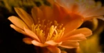 Rebutia Kaktus Blüte Hochzeit Portrait Fotograf Dresden Radeberg Stolpen Johannstadt Bischofswerda Pieschen