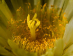 Astrophytum Blüte Pflanzen Kunst Hochzeit Kaktus Fotograf Dresden Blasewitz Tharandt Pieschen Radebeul