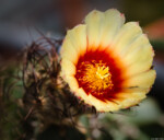 Astrophytum capricorne var. minor SB 323