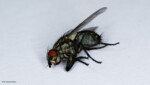 Fotograf Tiere Makro Hochzeit Fliege Insekt Daniel Kirsten Retusche