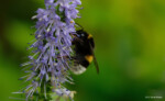 Hochzeitsfotgraf Bildbearbeitung Fotograf Hummel Lupine