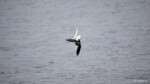 Hochzeitsfotografie Dresden Zwei Vögel Elbe