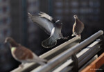 Fotograf Tiere Hochzeit Tauben Balkon Dresden Brautpaarfoto