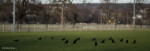 Hochzeitsfotografie Krähen Raben Krähe Rabe Wiese Johannstadt