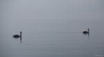 Hochzeitsfotgraf Bildbearbeitung Ostsee Schwäne Thiessow Rügen Nebel