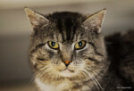Fotograf Tiere Katze Kater Daniel Kirsten Dresden