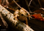 Fotograf Tiere Wald Frosch Portrait Wedding