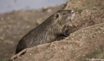 Hochzeitsfotografie Portraitfotografie Bad Dürrenberg Nutria Nutrias Fotograf Landschaft