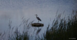 Hochzeitsfotgraf Bildbearbeitung Reiher Vogel See Wedding photographer