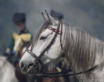 Fotograf Tiere Pferd Soldaten Hochzeit