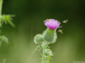 Fotograf Dresden Daniel Kirsten Hochzeitsfotograf Blüte Distel Wespen Hochzeit