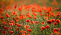 Fotograf Dresden Hochzeitsfotograf Sommer Mohnfeld Mohn Bautzen