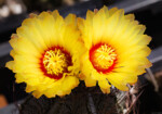 Astrophytum capricorne Blüte Fotograf Kaktus Hochzeit Kunst Dresden Meißen Bischofswerda
