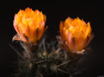 Acanthocalycium ferrari Kunst Hochzeit Dresden Kamenz Bischofswerda Stolpen Meißen Radeberg Tharandt Johannstadt