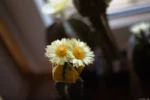 Astrophytum Helios-44-2 Helios-44 Kaktus Blüte