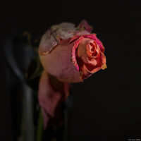 Verwelkte Rose Melancholie Stillleben Kunst Ruhe Tristesse Dresden Pirna Dippoldiswalde Loschwitz Bischofswerda